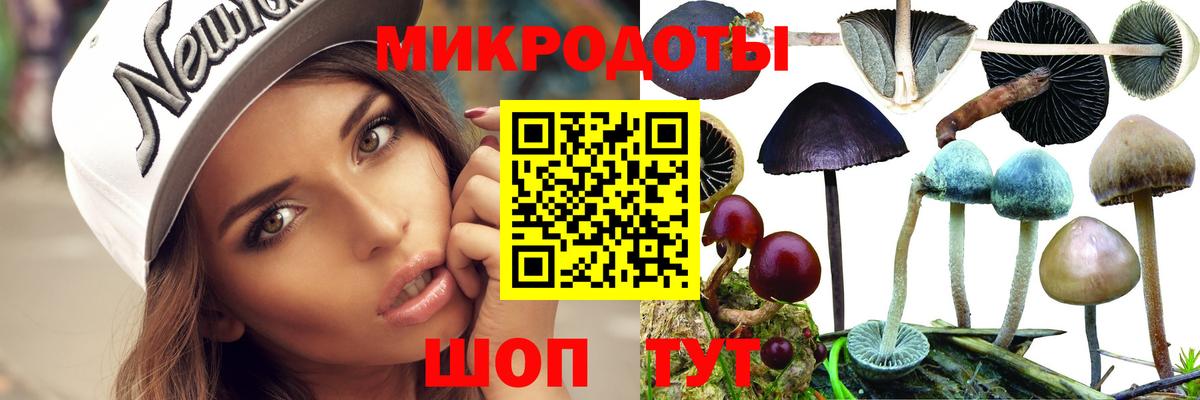 Псилоцибиновые грибы Psilocybe Мурманск